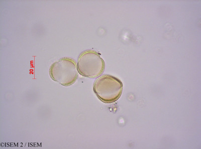 Lepidium chichicara - lame n° 29164